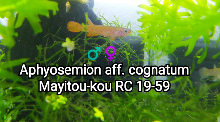 ♂️♀️ Aphyosemion aff. cognatum Mayitou-kou RC 19-59