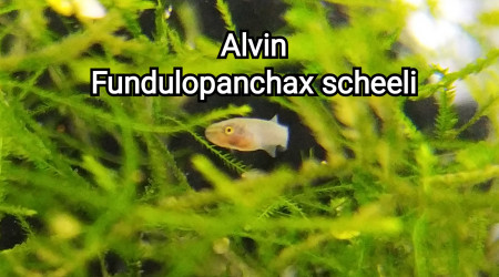 Alvin Fundulopanchax scheeli
