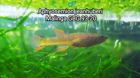 ♂️ Aphyosemion jeanhuberi Malinga GBG 93-20