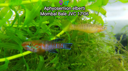 ♀️♂️ Aphyosemion elberti Mombal Bale JVC 17-06