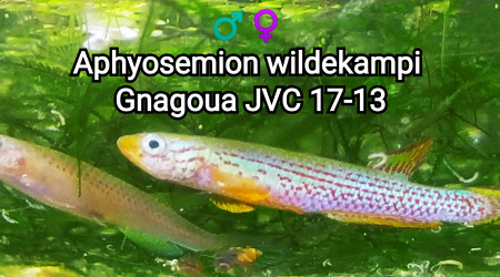 ♂️♀️ Aphyosemion wildekampi Gnagoua JVC 17-13