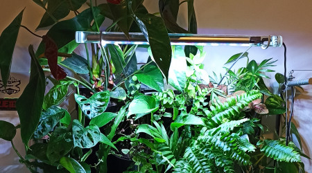 Mur végétal aquaponique