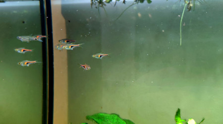 Rasbora Hengeli