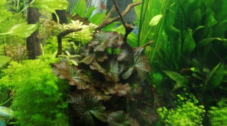 aquarium Cube 220lt