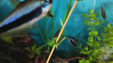 Petite douceur pour les otocinclus