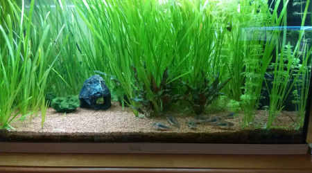 aquarium Bac 125 L