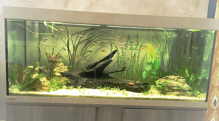 aquarium Eheim Vivaline 240l