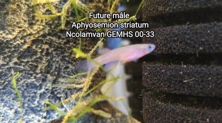 Futur mâle Aphyosemion striatum Ncolamvan GEMHS 00-33