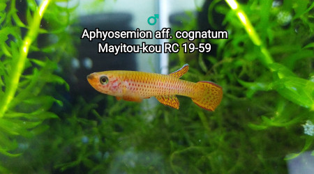 ♂️ Aphyosemion aff. cognatum Mayitou-kou RC 19-59