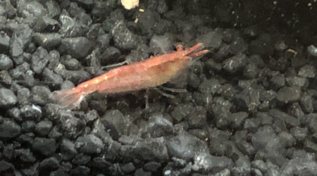 Red cherry et ostracode