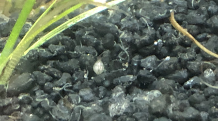 Red cherry et ostracode