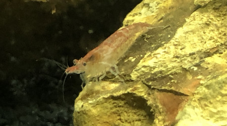 Red cherry et ostracode