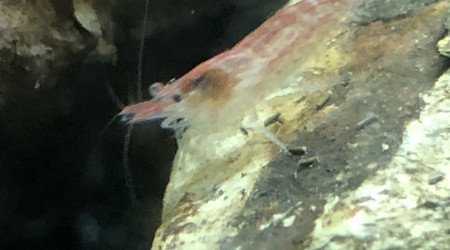 Red cherry et ostracode