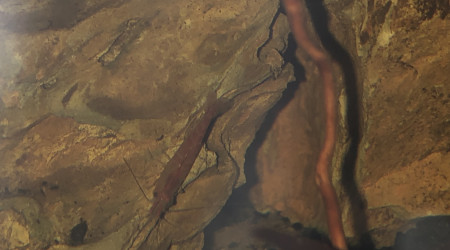 Red cherry et ostracode