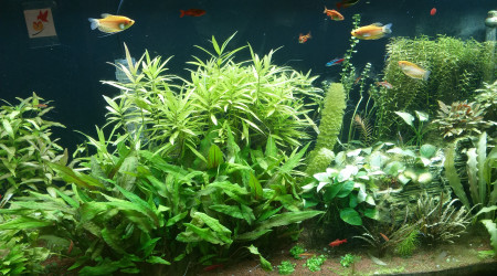 aquarium Aqua planté