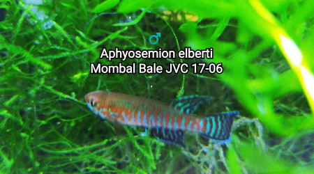 ♂️ Aphyosemion elberti Mombal Bale JVC 17-06