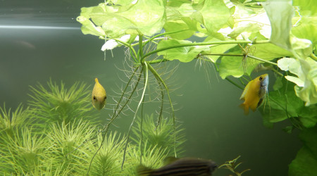 Nymphoides SP taiwan