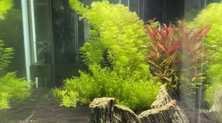 aquarium Sylvain75010