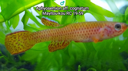 ♂️ Aphyosemion aff. cognatum Mayitou-kou RC 19-59