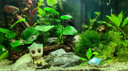 aquarium Zolux Iseo60