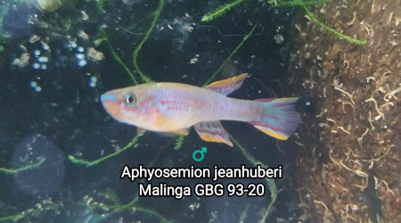 ♂️ Aphyosemion jeanhuberi Malinga GBG 93-20