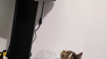 Je vous présente Naruto intéressé par l'aquariophilie.....ou la gastronomie.