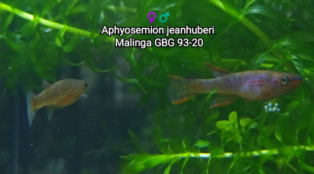 ♀️♂️ Aphyosemion jeanhuberi Malinga GBG 93-20
