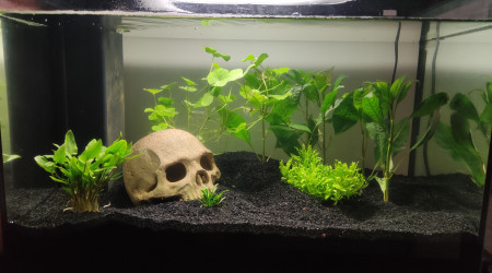 aquarium 50L