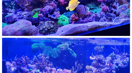 Avant/après vos avis ?