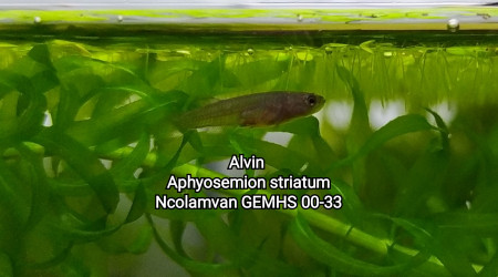 Alvins Aphyosemion striatum Ncolamvan GEMHS 00-33