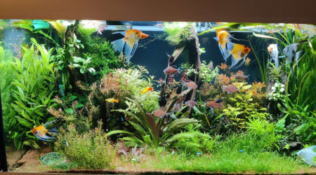 aquarium 450L