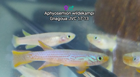 ♀️♂️ Aphyosemion wildekampi Gnagoua JVC 17-13