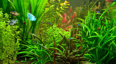 aquarium Eheim