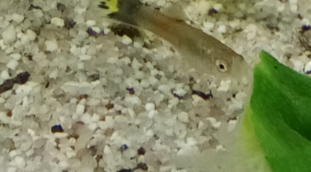 aquarium Alevin guppy