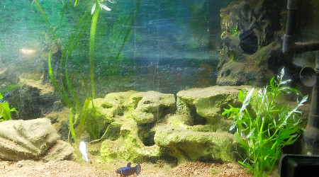 aquarium betta femelles