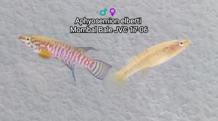 Aphyosemion elberti Mombal Bale JVC 17-06