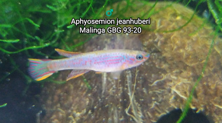 ♂️  Aphyosemion jeanhuberi Malinga GBG 93-20