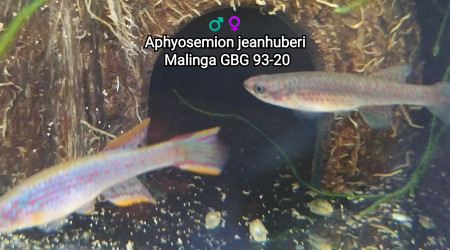 ♂️♀️ Aphyosemion jeanhuberi Malinga GBG 93-20
