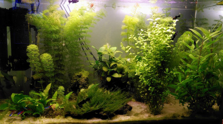 aquarium Bac plante