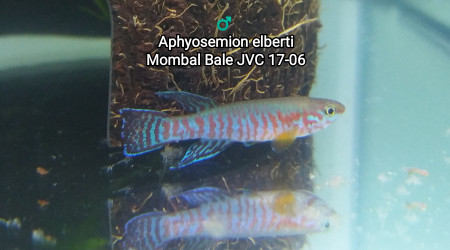 ♂️ Aphyosemion elberti Mombal Bale JVC 17-06