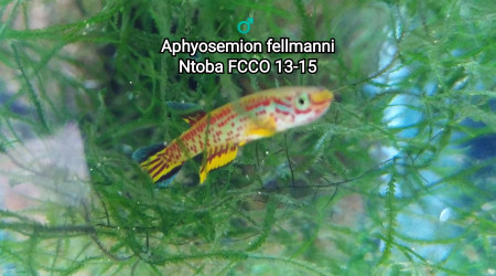 ♂️ Aphyosemion fellmanni Ntoba FCCO 13-15