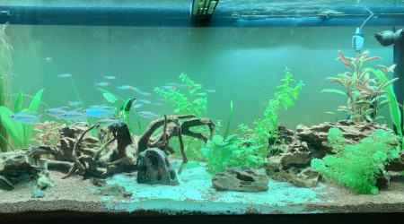 Introduction de 6 phenaco (Tetra du Congo)