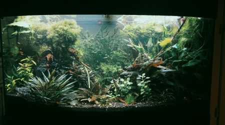 Coupe coupe nage libre