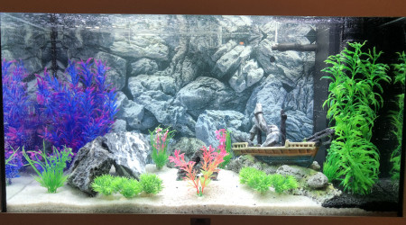 aquarium Obiwantiti