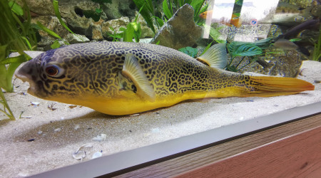 Le repos du guerrier.