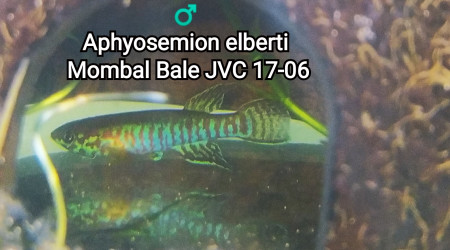 ♂️ Aphyosemion elberti Mombal Bale JVC 17-06