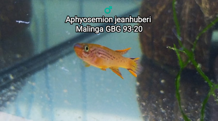 ♂️ Aphyosemion jeanhuberi Malinga GBG 93-20