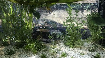 aquarium Début