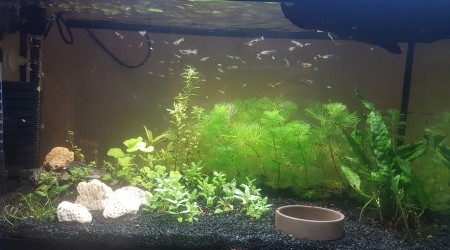 aquarium Nursery