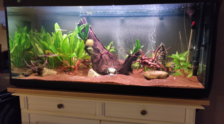 aquarium clepit46